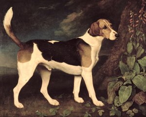 Ringwood, um Foxhound de Brocklesby, 1792